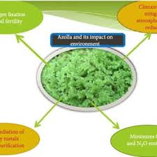 Image result for Azolla