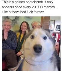 20 Funny Pics Awesome Photos In Recent Days Stan Lee Quotes Funny Dog Memes Funny Animal Jokes Funny Animal Memes