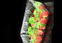 PET Disposable Plastic Fresh food container for fruit ...