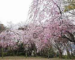 大堰宮公園櫻花的圖片