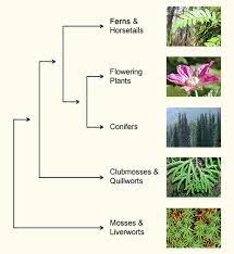 We did not find results for: What Are Ferns