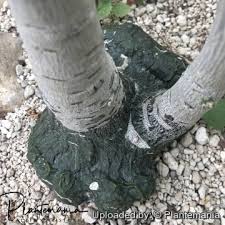 Image result for Adenia stolzii