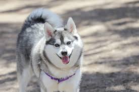 This subreddit is a place to discuss and share all things related to the alaskan malamute dog breed. Alaskan Klee Kai Dog Breed Hypoallergenic Health And Life Span Petmd