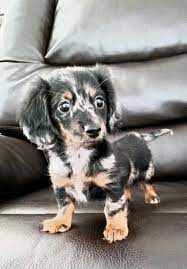 Mini Dachshunds Puppies For Sale Super Adorable Cute Dogs Dachshund Puppies Cute Baby Animals
