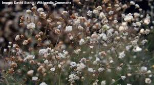 We did not find results for: Baby S Breath Flowers Gypsophila Plant And Growing Guide Pictures