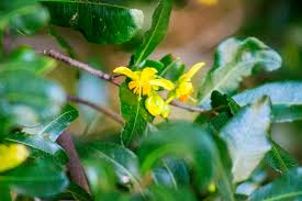 Image result for Ochna natalitia