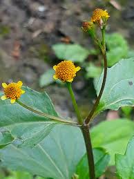 Image result for Blainvillea acmella