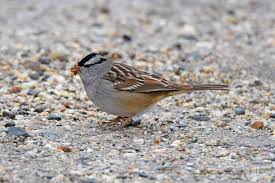 Grey Bird With Black And White Striped Wings White Crowned Sparrow Big Year Birding Sparrow White Wings Bird