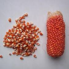 Makanan burung merpati selain jagung yang bisa diberikan untuk merpati piyik, indukan, dan player agar hasil lebih maksimal. Manfaat Jagung Untuk Merpati Den Family