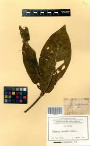 Image result for Sherbournia bignoniiflora