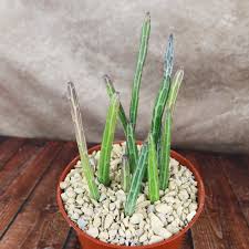 Image result for Senecio sp.no.4