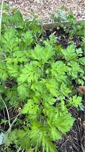 Image result for Fuirena obcordata