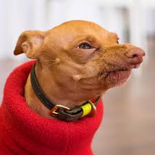 Tuna Melts My Heart The Underdog With The Overbite Andrew Marttila On Instagram The One And Only Tunameltsmyheart Betterwithpets Tunameltsmyheart Funny Dog Memes Dog Memes Dog Quotes Funny
