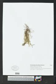 Image result for Sporobolus mildbraedii