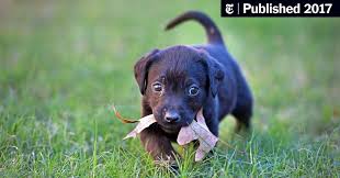 Originally located just around the corner, we moved to our new 6,000 sq. How Emotion Over Pet Care Helps Explain Human Health Spending The New York Times