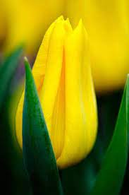 Yellow Tulip Yellow Tulips Amazing Flowers Pretty Flowers