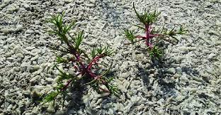 Image result for Suaeda articulata