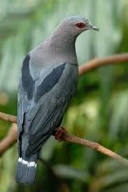 Pin By Nuran On Muhtesem Canlilar Pet Birds Pretty Birds Colorful Birds