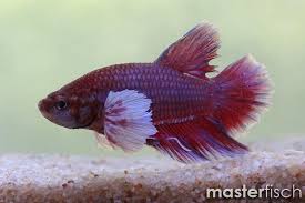 Super black halfmoon plakat betta (free shipping). Fighting Fish Halfmoon Plakat Elephant Ear Betta Splendens Online