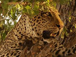 The leopard eventually threw in the towel and walked off to lick its wounds on its front leg, according to barcroft. The Hungry Leopard 2017