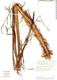 Image result for Aeschynomene sensitiva