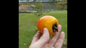 It has a high amount of proanthocyanidin tannins the american has more vitamin c but a less appealing taste and appearance than the japanese fuyu. What Does The Fuyu Persimmon Taste Like Danny Update Winners Youtube
