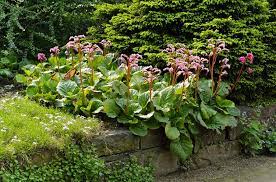But they need more humidity. Bergenia Cordifolia Heartleaf Bergenia