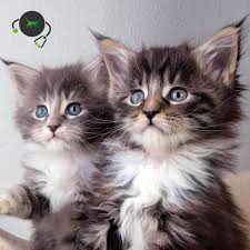 Hcm Maine Coon Dna Test Genimal Biotechnologies