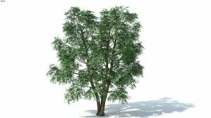 Low Poly 3d Tree 018 3d Warehouse 3d Tree Low Poly 3d Tree