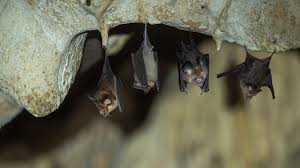 Fungus Deadly to Bats Found in California | KQED