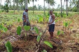 The root is also baked (talo tao) in the umu or boiled with coconut cream (faálifu talo). Hunger Campaign Kumara And Giant Yams Sustaining Life And Livelihoods In Tonga