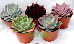 All the materials were completely dried to prevent growth of fungi, molds, bacteria. Echeveria Lola The Best Detailed Guide Health Benefits Included