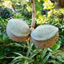 Image result for Tabernaemontana elegans