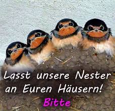 Falls sie bereits schwalben an ihrem haus oder hof haben, können sie sich bei uns um die auszeichnung schwalbenfreundliches haus bewerben. Positive Zitate Jetzt Mal Hand Aufs Herz Wer Mag Schwalben Und Wer Mag Es Wenn Schwalben Am Haus Bruten Inzwischen Kommt Es Uns So Vor Als Wurden Schwalben Uberall Nur Noch
