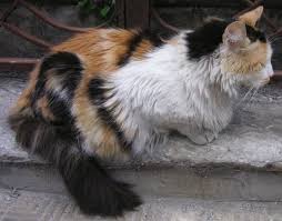 You may also rate the kitten names that you like dislike most. Calico Maine Coon Guide Pets Kb