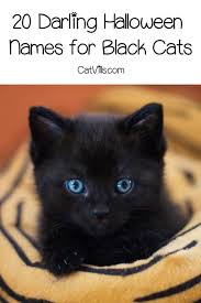 If You Re Searching For Some Great Halloween Names For Black Cats We Ve Got A Treat For You Chec Names For Black Cats Halloween Names For Cats Girl Cat Names