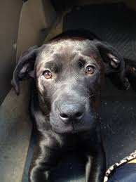 Black And White Pit Bull Mix My Rottweiler Black Lab Pitbull Mix Only 13 Weeks Old So Cute Rottweiler Mix Rottweiler Mix Puppies Grey Pitbull