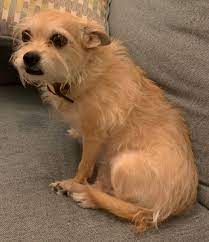 His coat is sooooo soft. Glen Finney On Twitter This Is Mia Our Maltese Chihuahua Mix Who Is Constantly At My Side As I Provide Behavioral Neurology Telemedicine For Our Memory And Cognition Patients And Families It S Been