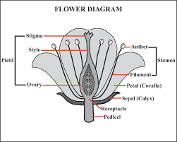When looking at a diagram of a flower, the ovary is the enlarged part located at the base of the pistil. Welcoming The Tulips The Art Of Macro Photography Diagram Of A Flower Parts Of A Plant Parts Of A Flower