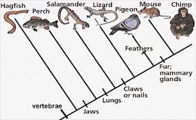 Quia Ap Chapter 25 Phylogeny And Systematics Detailed
