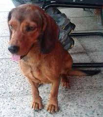 Image result for alpský brakýř jezevčíkovitý