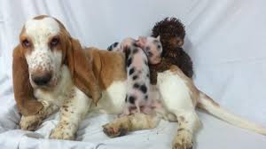Champagne pitbull puppies for sale, bluenose pitbull dogs for sale best american pit bull dog breeders. Pigs For Sale Hoobly Classifieds Mini Teacup Pigs Dog Best Friend Teacup Pigs