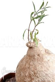 Image result for Raphionacme lanceolata