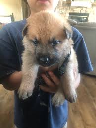 Belgian Malinois Shepherd Puppies | Abiding Acres Farm – Red ...