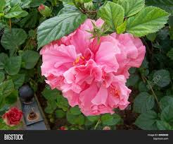 Maybe you would like to learn more about one of these? Double Pink Hibiscus Image Photo Free Trial Bigstock