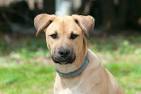 Black mouth cur - characteristic, appearance and pictures