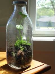 Terrarium Instructions Terrarium Plants In Jars Bottle Terrarium