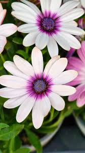 Image result for paprskovka obrázek