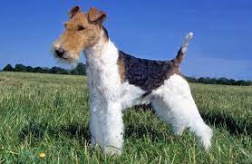 Smooth And Wire Fox Terrier Breed Information