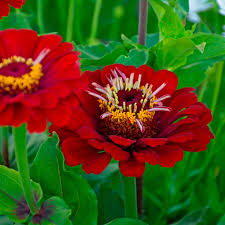 Image result for Zinnia elegans